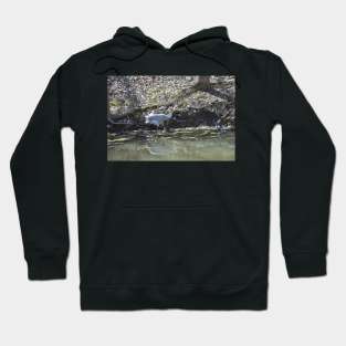 Sandhill Crane Hoodie